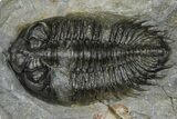 Bargain, Bug-Eyed Coltraneia Trilobite Fossil - Ofaten, Morocco #368598-1